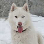 Миниатюра к 