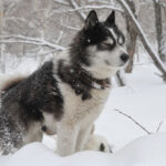 Миниатюра к 