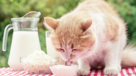 Можно ли кошкам сметану?