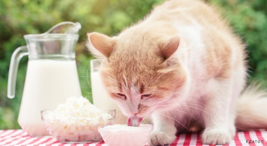 Можно ли кошкам сметану?