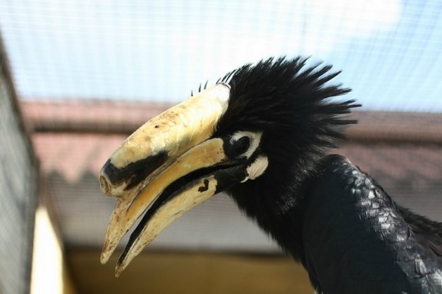 Носороги могут летать, если они – птицы! 