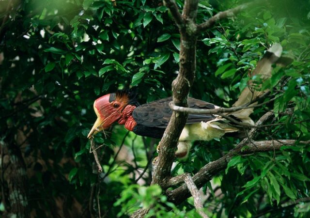 Носороги могут летать, если они – птицы! 