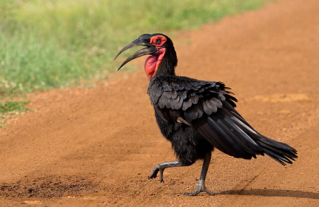 Носороги могут летать, если они – птицы! 