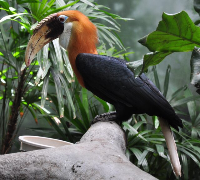 Носороги могут летать, если они – птицы! 