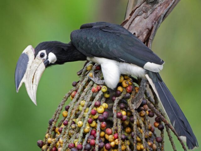 Носороги могут летать, если они – птицы! 