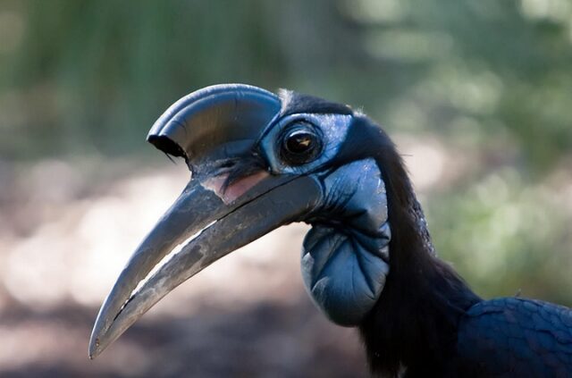 Носороги могут летать, если они – птицы! 