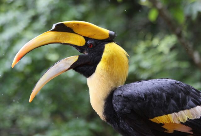 Носороги могут летать, если они – птицы! 