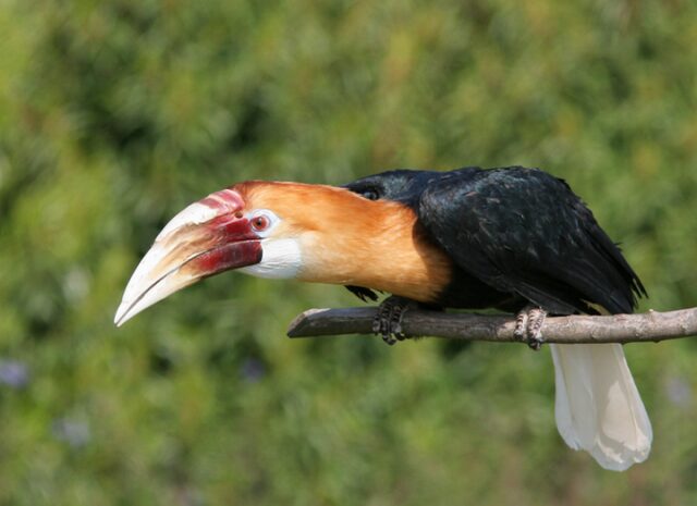 Носороги могут летать, если они – птицы! 