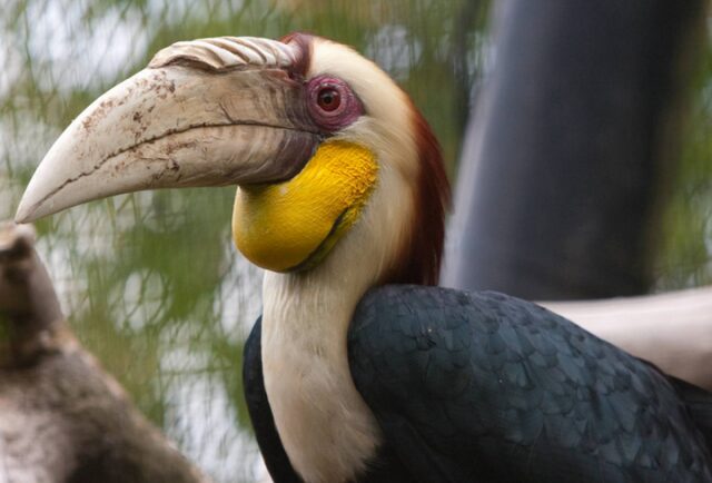 Носороги могут летать, если они – птицы! 