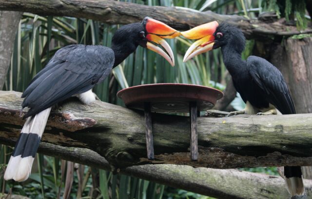 Носороги могут летать, если они – птицы! 