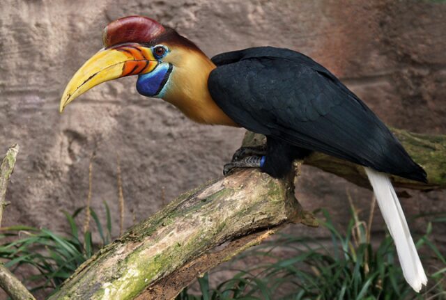 Носороги могут летать, если они – птицы! 