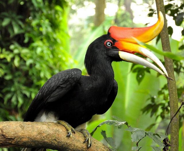 Носороги могут летать, если они – птицы! 