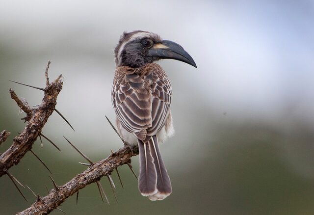 Носороги могут летать, если они – птицы! 