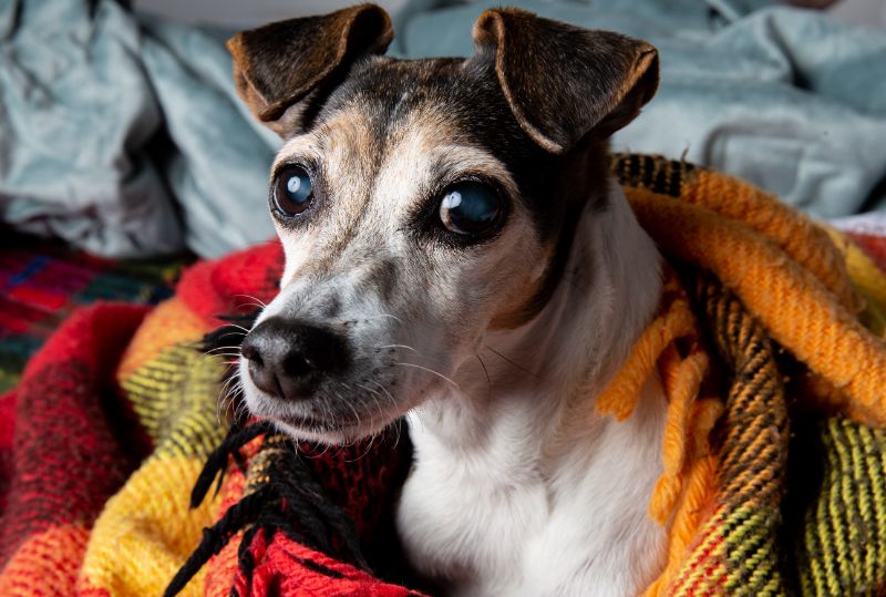 Самый простой ответ на вопрос: «Почему животное дрожит?» – ему холодно Самый простой ответ на вопрос: «Почему животное дрожит?» – ему холодно