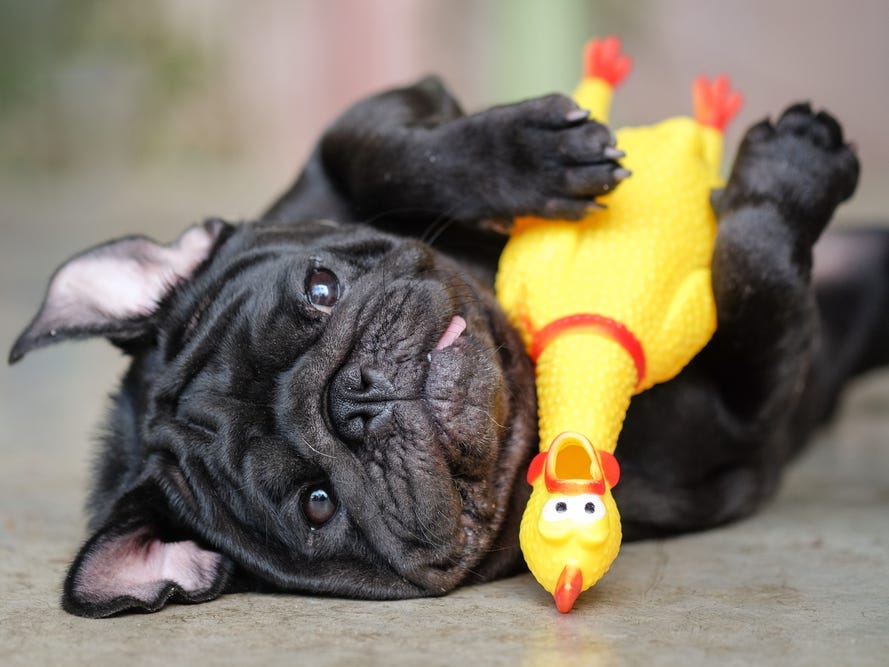 Некоторые собаки трясутся, когда они счастливы или взволнованы Некоторые собаки трясутся, когда они счастливы или взволнованы