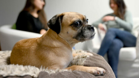 Почему собака трясется