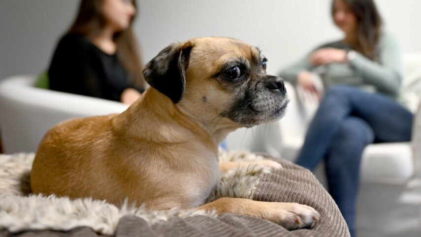 Почему собака трясется