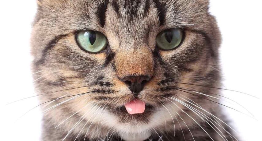 pochemu-u-koshek-shershavyj-jazyk-a-u-sobak-gladkij-a7fc9ec-amu6lo.jpg