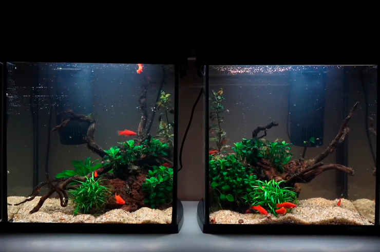 Как правильно ухаживать за аквариумом5