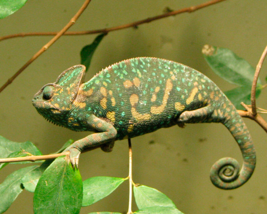 jemenskij-hameleon-13635c2-mw22jk.jpg
