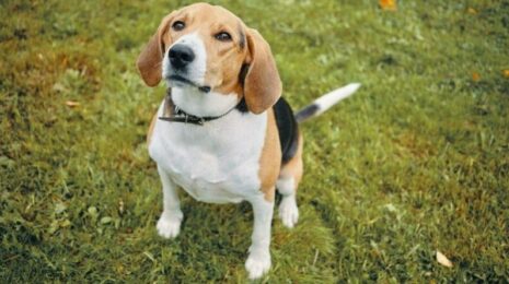 Почему собака часто мочится?