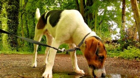 Почему собака пьет свою мочу?