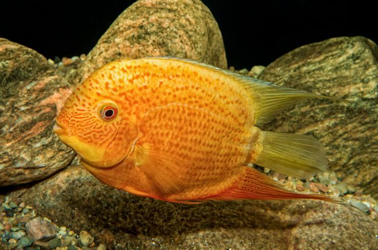 Цихлазомы – заботливые родители5