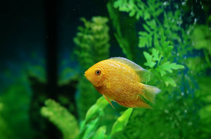 Цихлазомы – заботливые родители21