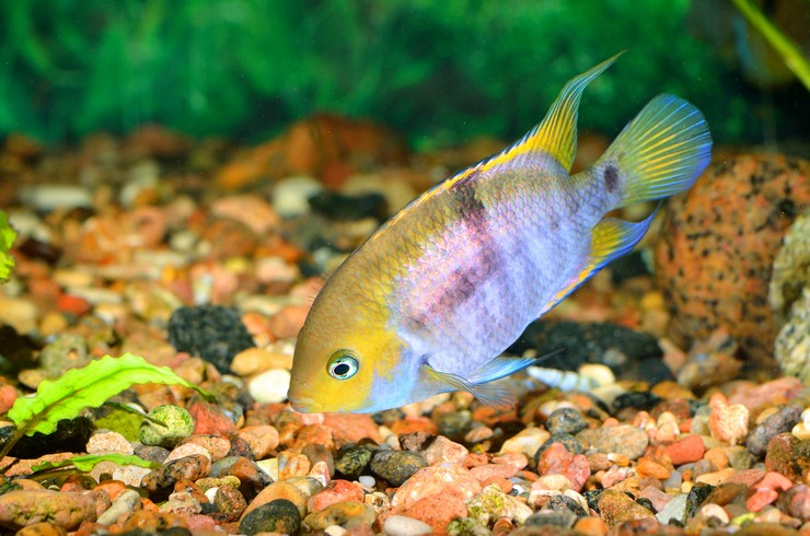 Цихлазомы – заботливые родители12