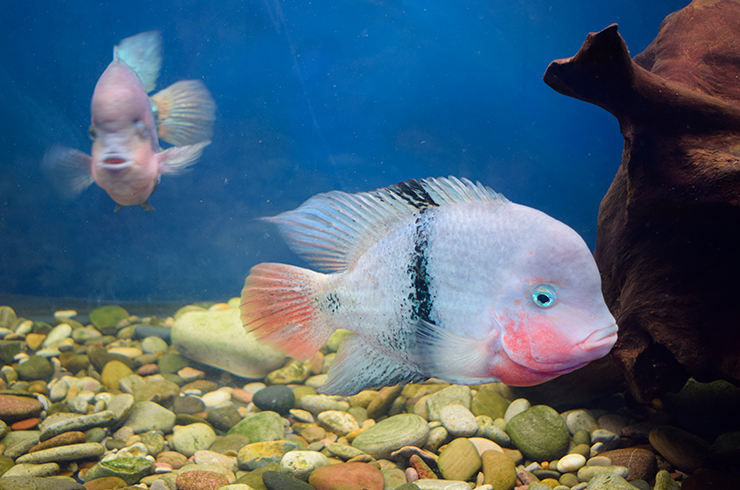 Цихлазомы – заботливые родители17