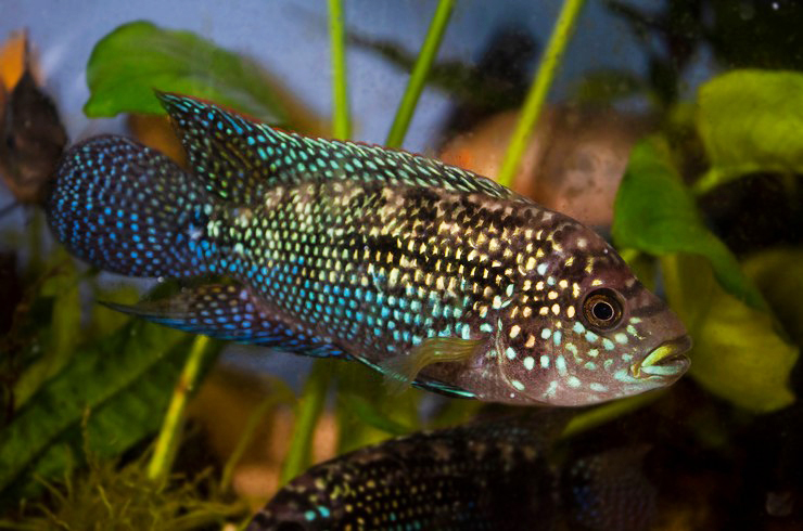 Цихлазомы – заботливые родители10