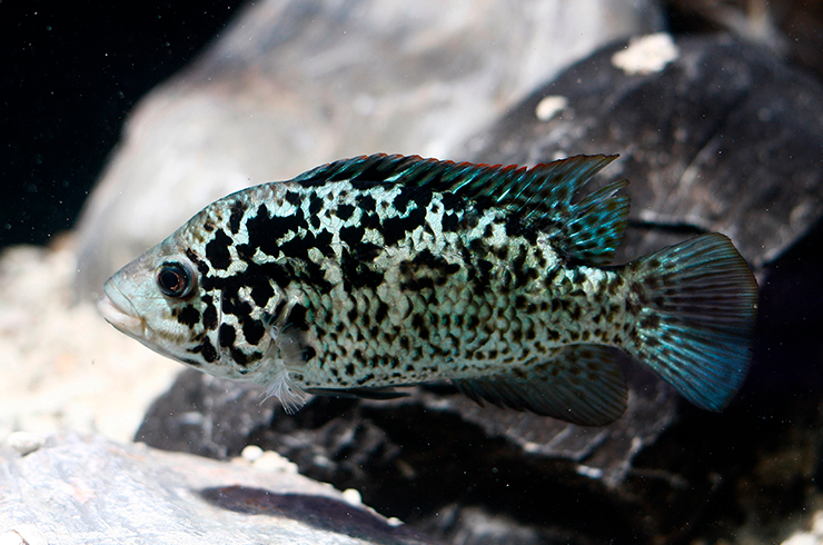 Цихлазомы – заботливые родители19