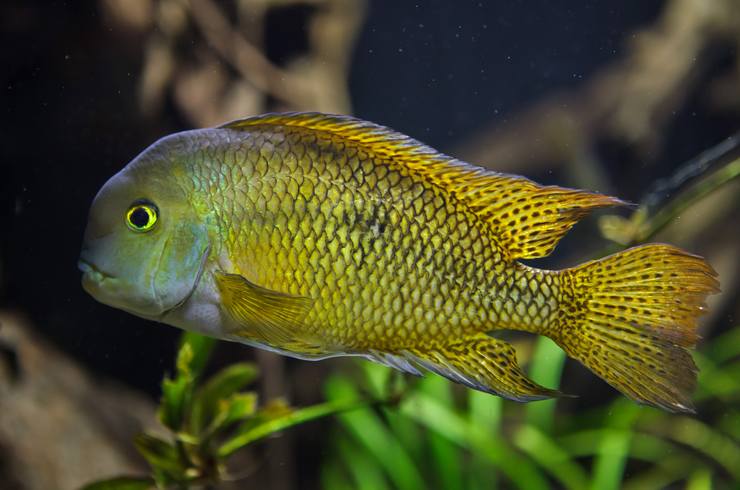 Цихлазомы – заботливые родители8