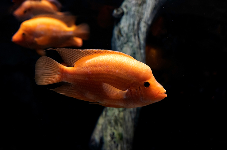 Цихлазомы – заботливые родители14