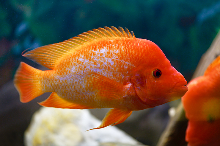 Цихлазомы – заботливые родители15