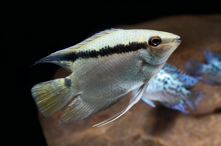 Цихлазомы – заботливые родители11