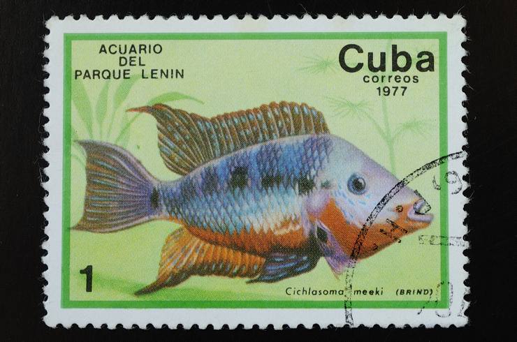 Цихлазомы – заботливые родители1