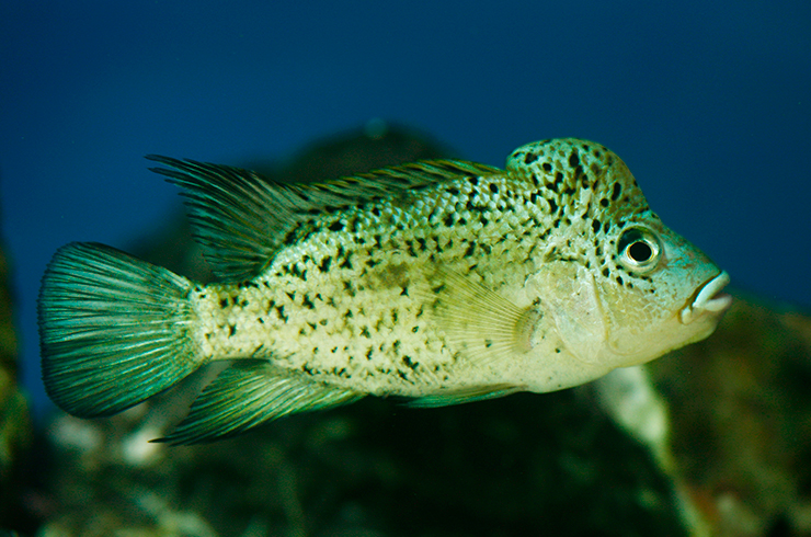 Цихлазомы – заботливые родители18