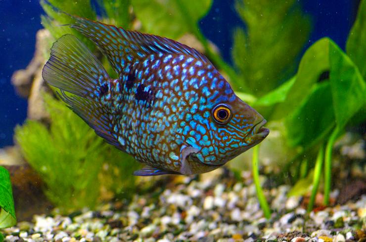 Цихлазомы – заботливые родители3