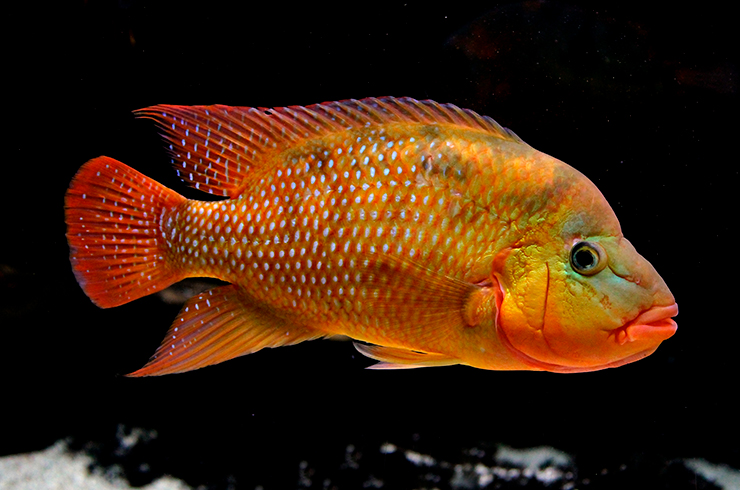 Цихлазомы – заботливые родители16