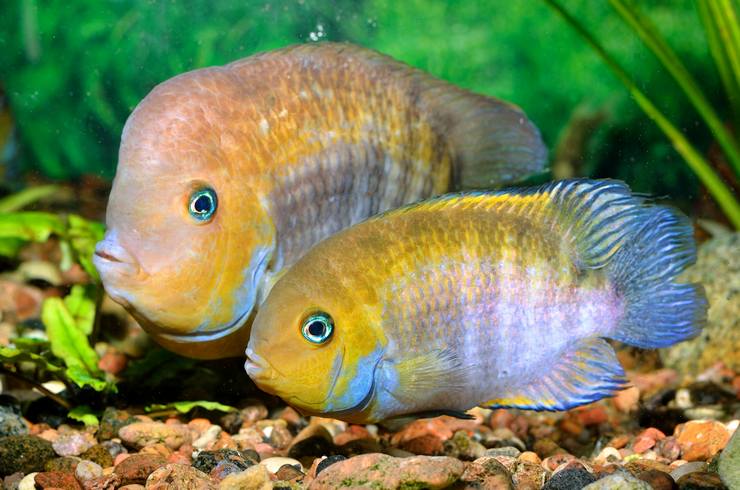 Цихлазомы – заботливые родители23