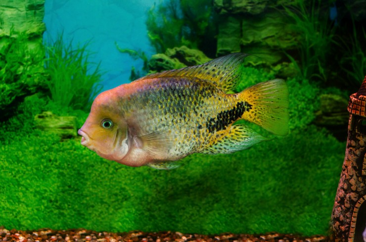 Цихлазомы – заботливые родители13