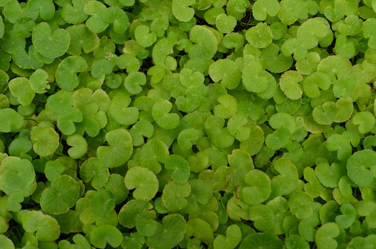 Гидрокотила белоголовая, или щитолистник белоголовый1