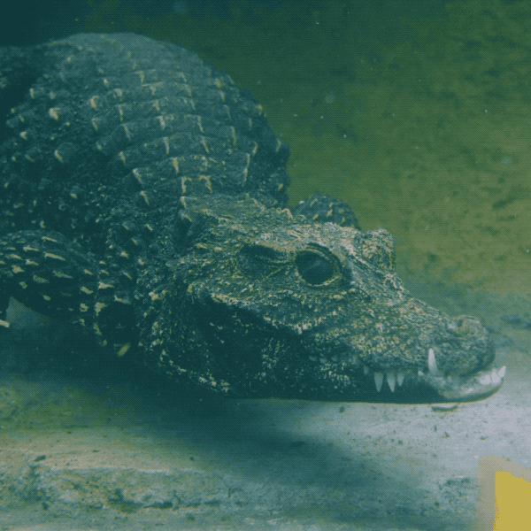 Крокодил