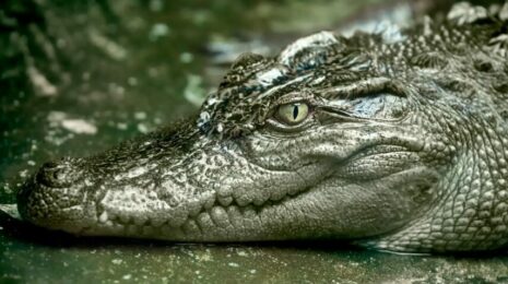 Крокодил