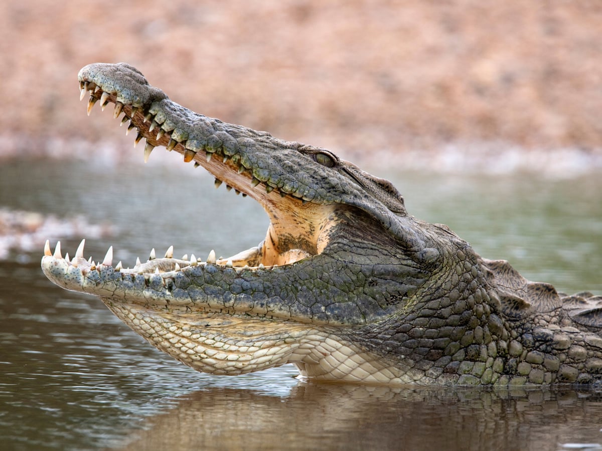 Крокодил
