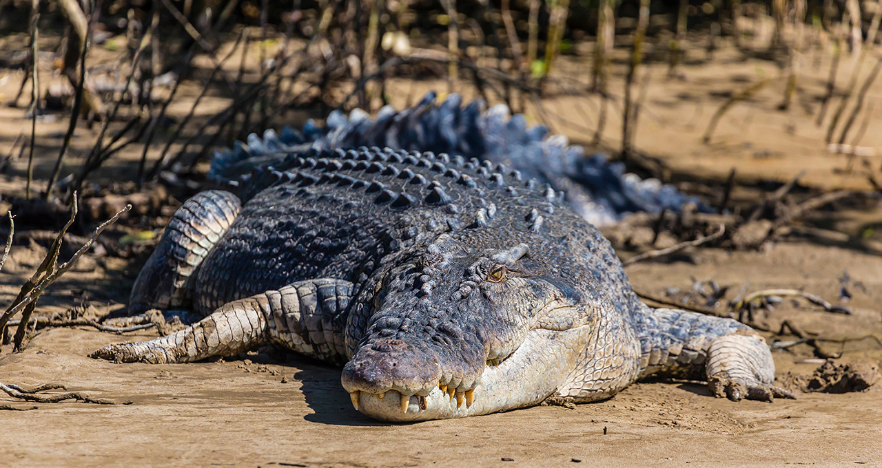 Крокодил