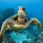 Морская черепаха