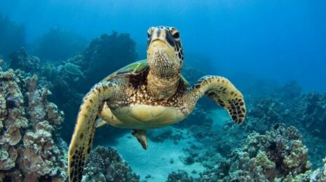 Морская черепаха