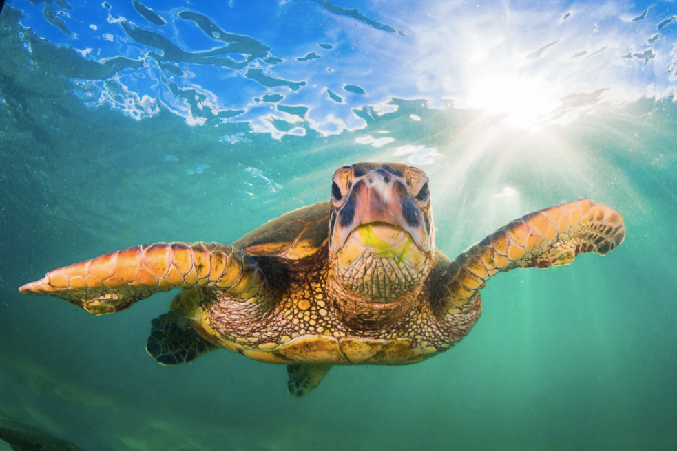 Морская черепаха